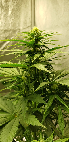 Growreport Bild 6