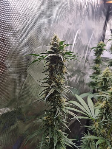 Growreport Bild 29