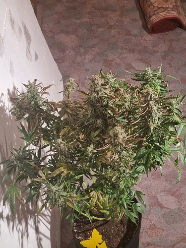 Growreport Bild 12