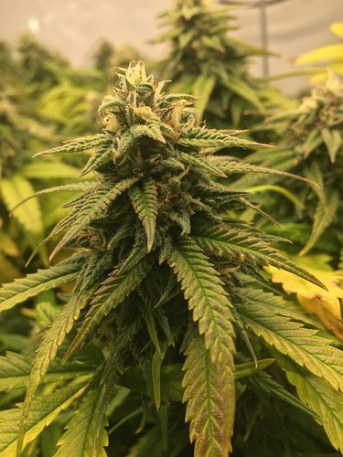 Growreport Bild 9