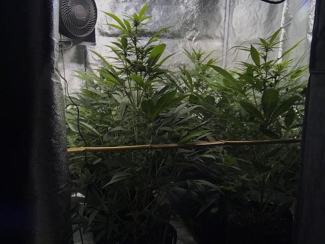 Growreport Bild 7