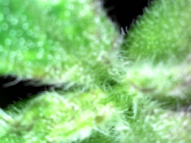 Growreport Bild 5