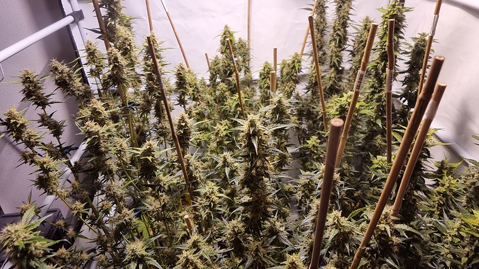 Growreport Bild 5