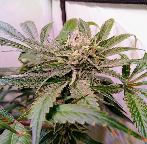 Growreport Bild 12