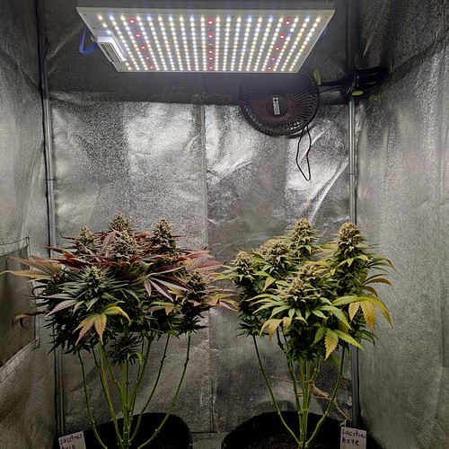Growreport Bild 2