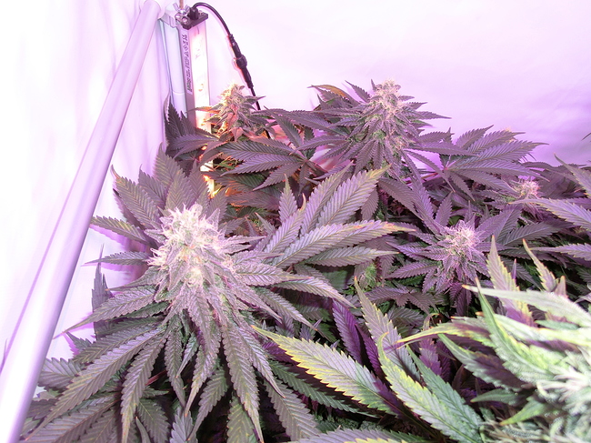 Growreport Bild 4