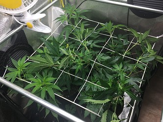 Growreport Bild 13