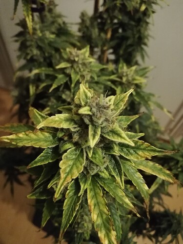 GG#1_240119-3