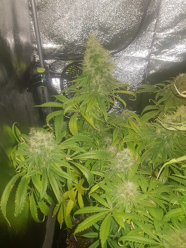Growreport Bild 8