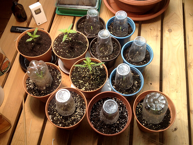 Growreport Bild 98