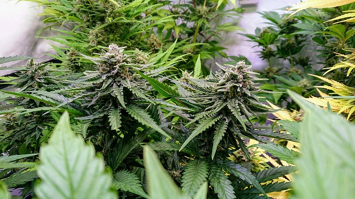 Growreport Bild 7