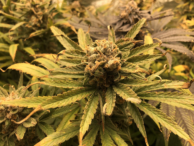 Growreport Bild 4