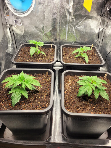 Growreport Bild 5