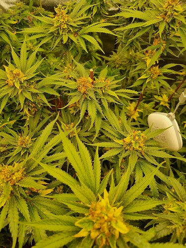 Growreport Bild 29