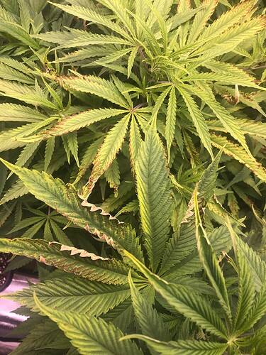 Growreport Bild 1