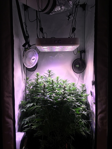 Growreport Bild 1