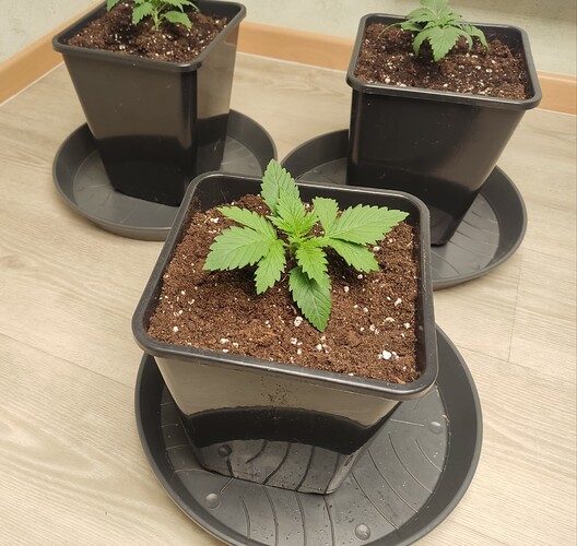 Growreport Bild 11