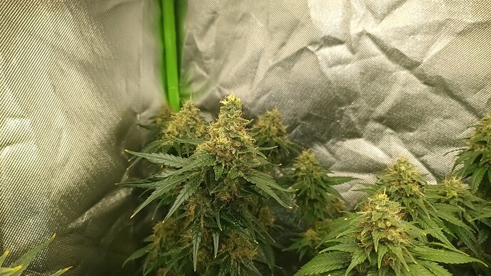 Growreport Bild 4