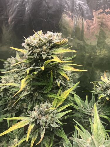 Growreport Bild 8