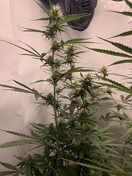 Growreport Bild 20