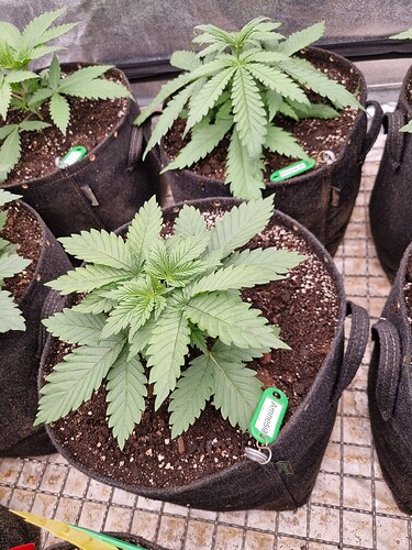 Growreport Bild 53
