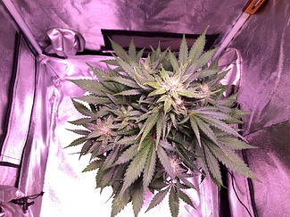 Growreport Bild 27