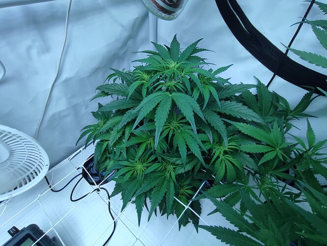 Growreport Bild 35
