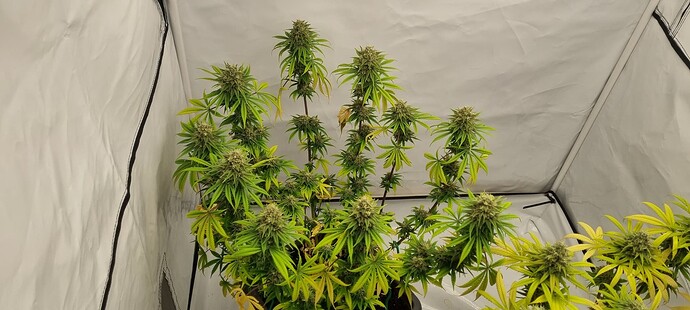 Growreport Bild 4