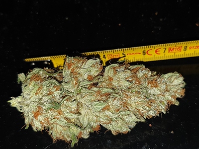 Growreport Bild 13
