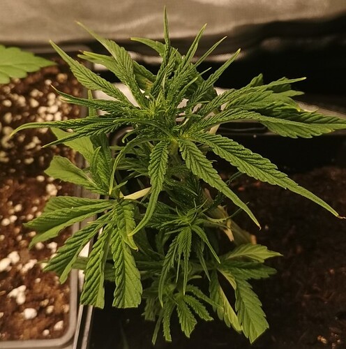 Growreport Bild 20