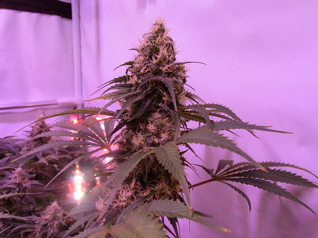 Growreport Bild 11