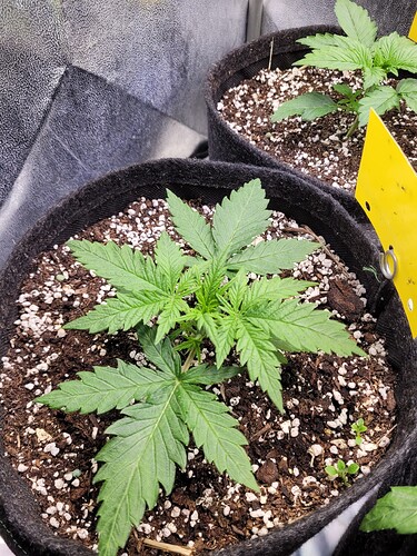 Growreport Bild 19