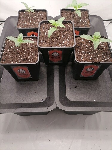 Growreport Bild 62