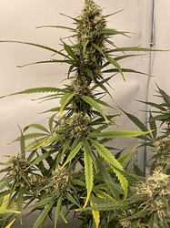 Growreport Bild 12