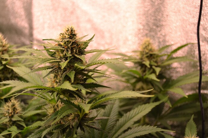 Growreport Bild 13