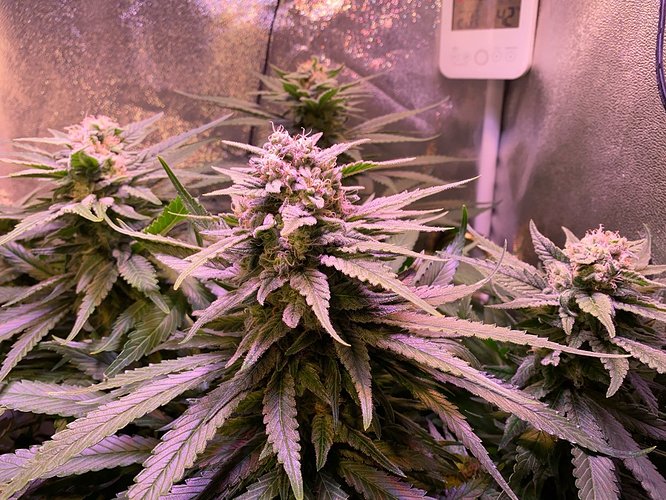 Growreport Bild 8