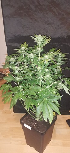 Growreport Bild 17