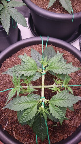 Growreport Bild 4