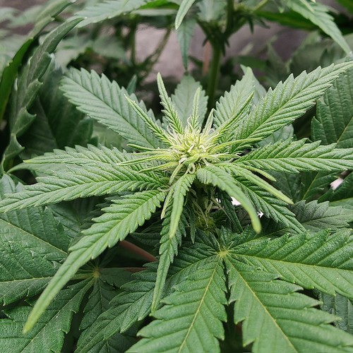 Growreport Bild 8