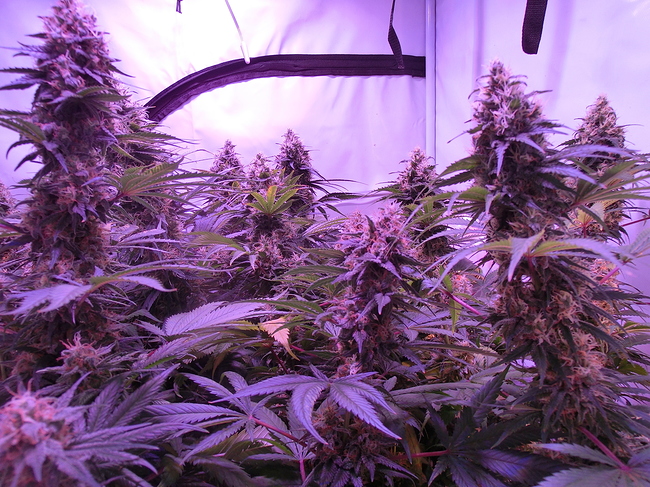 Growreport Bild 10