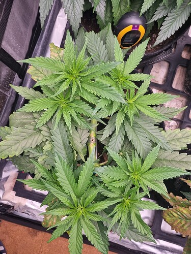 Growreport Bild 16