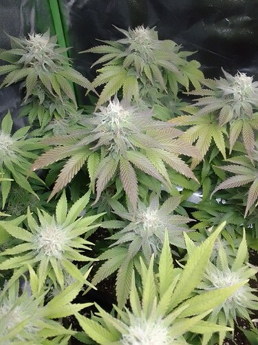 Growreport Bild 3
