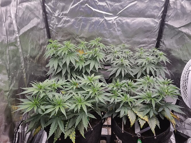 Growreport Bild 39
