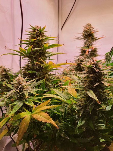Growreport Bild 15