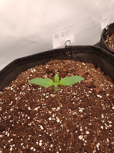 Growreport Bild 6