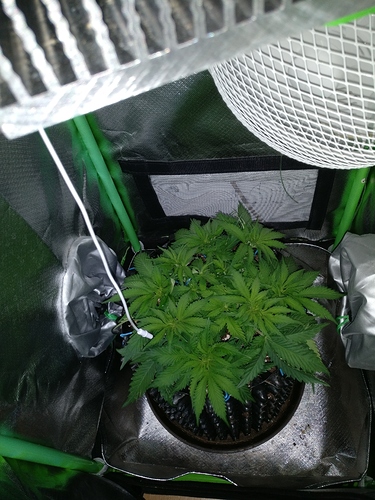Growreport Bild 5