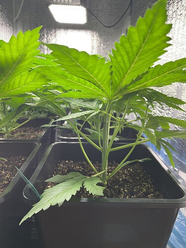 Growreport Bild 2