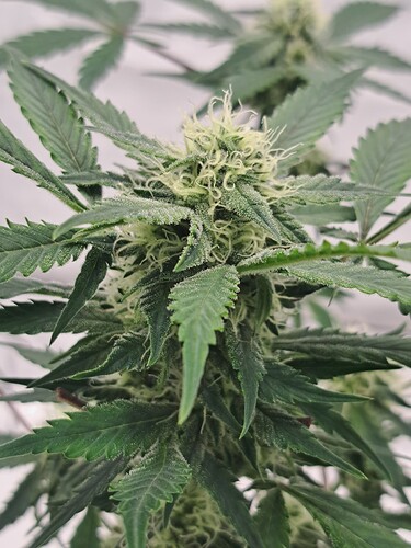 Growreport Bild 10
