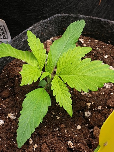Growreport Bild 2