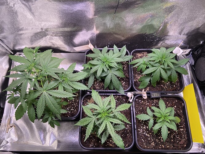 Growreport Bild 3